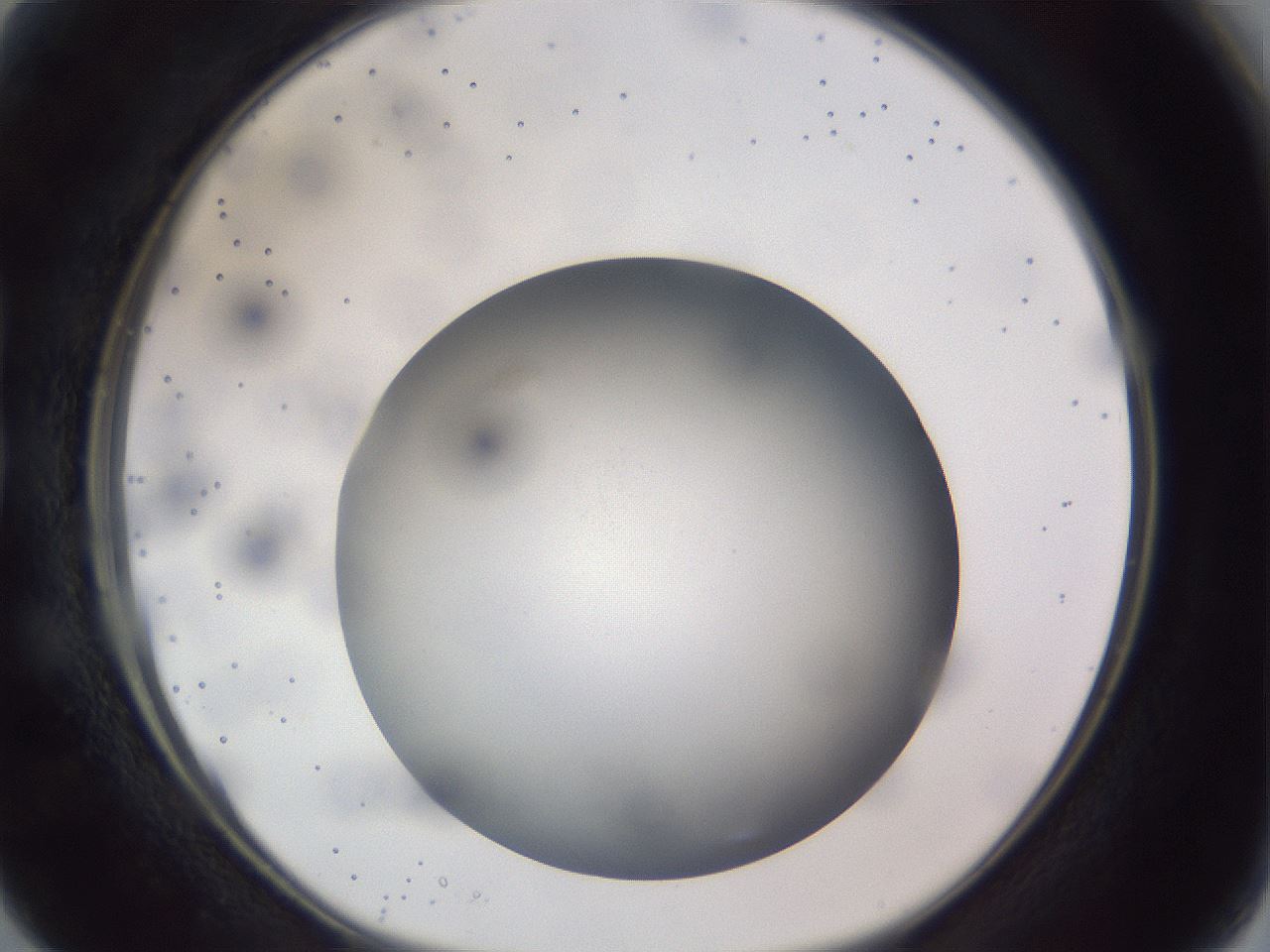 folderID308_plateID1308_batchID4271_wellNum15_profileID1_d1_r78886_ef.jpg