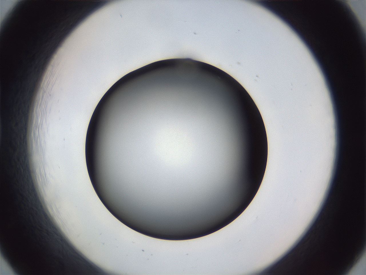 folderID308_plateID1308_batchID4271_wellNum20_profileID1_d1_r78891_ef.jpg
