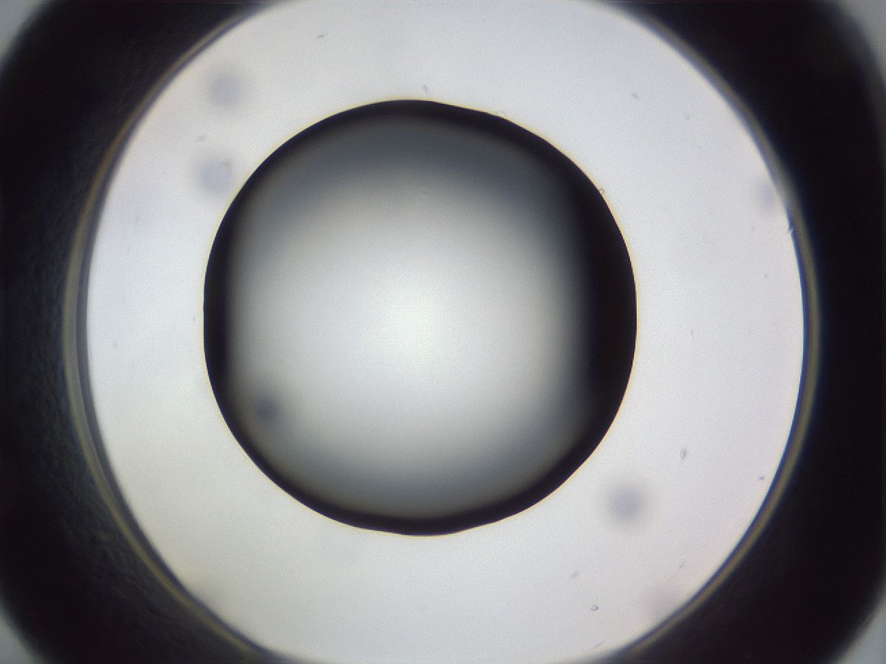 folderID308_plateID1308_batchID4271_wellNum21_profileID1_d1_r78892_ef.jpg