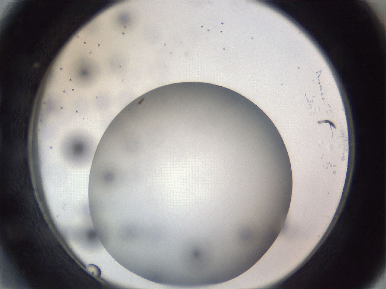 folderID308_plateID1308_batchID4271_wellNum27_profileID1_d1_r78898_ef.jpg