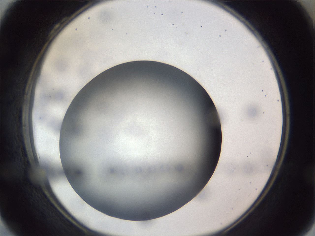 folderID308_plateID1308_batchID4271_wellNum28_profileID1_d1_r78899_ef.jpg