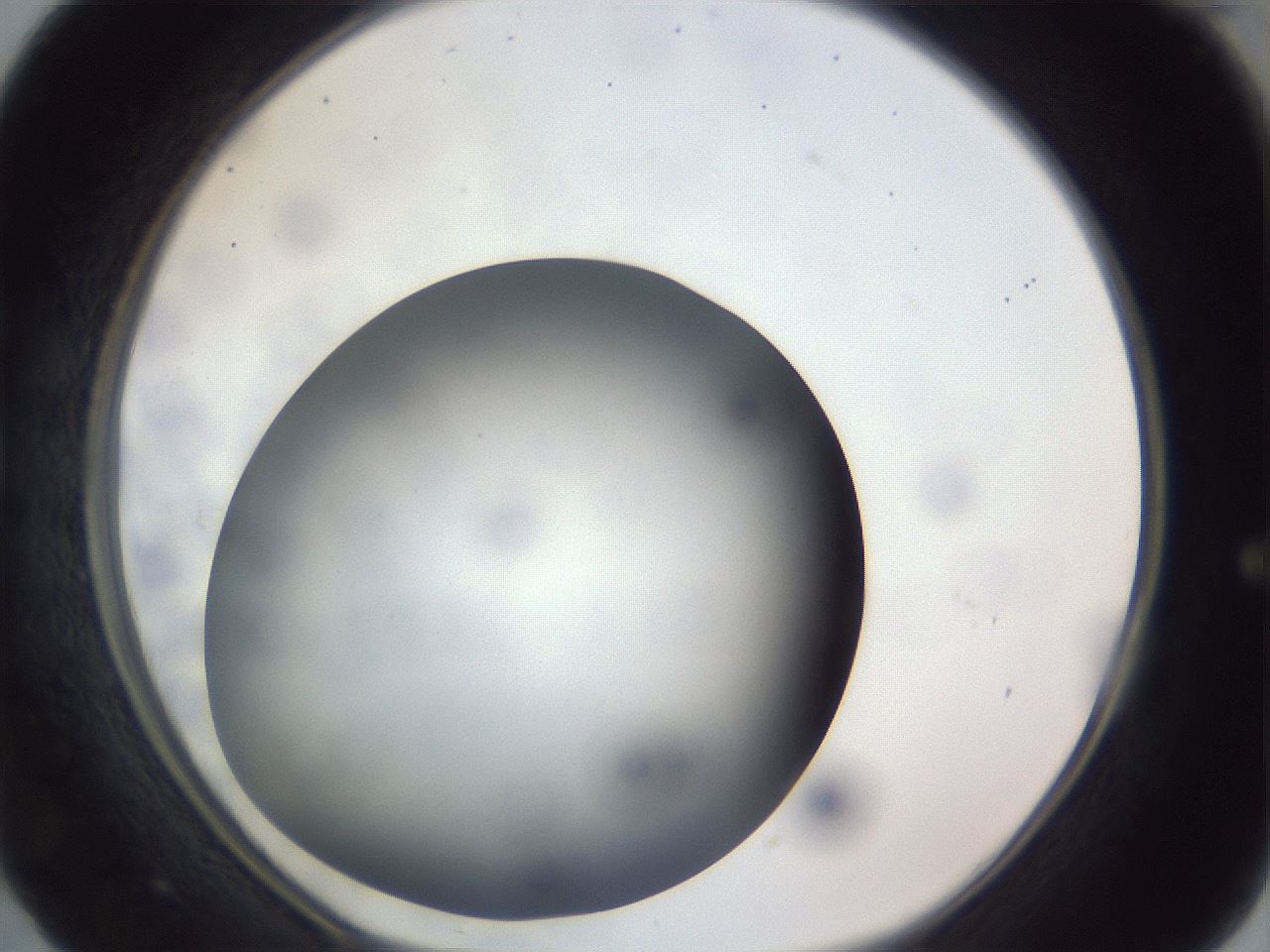 folderID308_plateID1308_batchID4271_wellNum29_profileID1_d1_r78900_ef.jpg