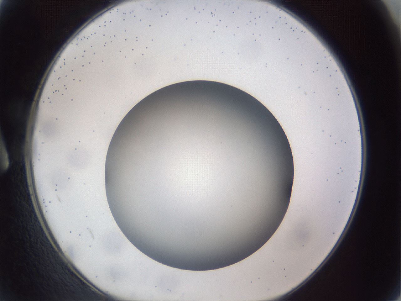 folderID308_plateID1308_batchID4271_wellNum2_profileID1_d1_r78873_ef.jpg