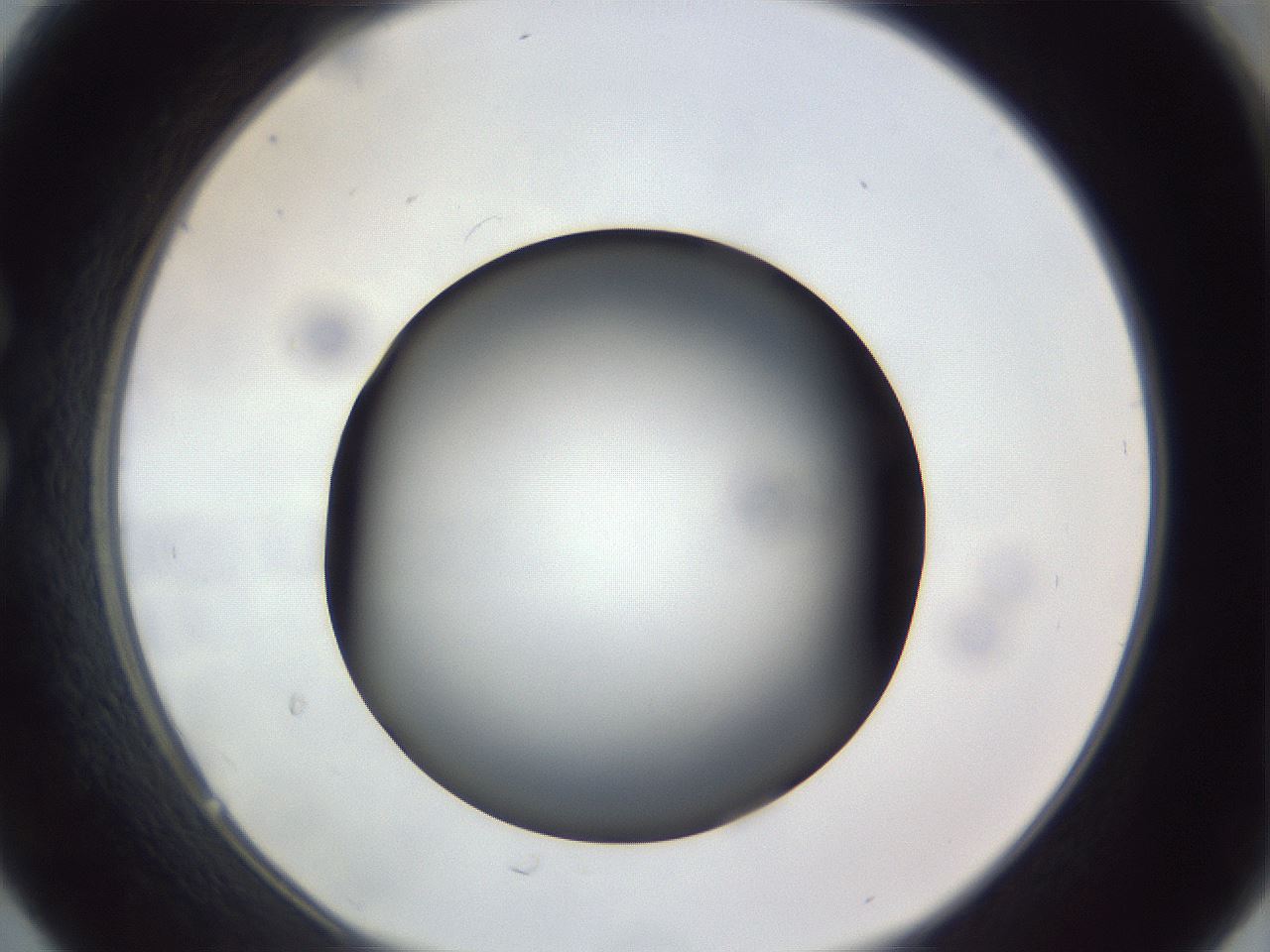 folderID308_plateID1308_batchID4271_wellNum30_profileID1_d1_r78901_ef.jpg