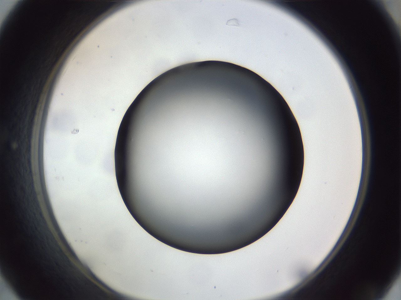 folderID308_plateID1308_batchID4271_wellNum31_profileID1_d1_r78902_ef.jpg