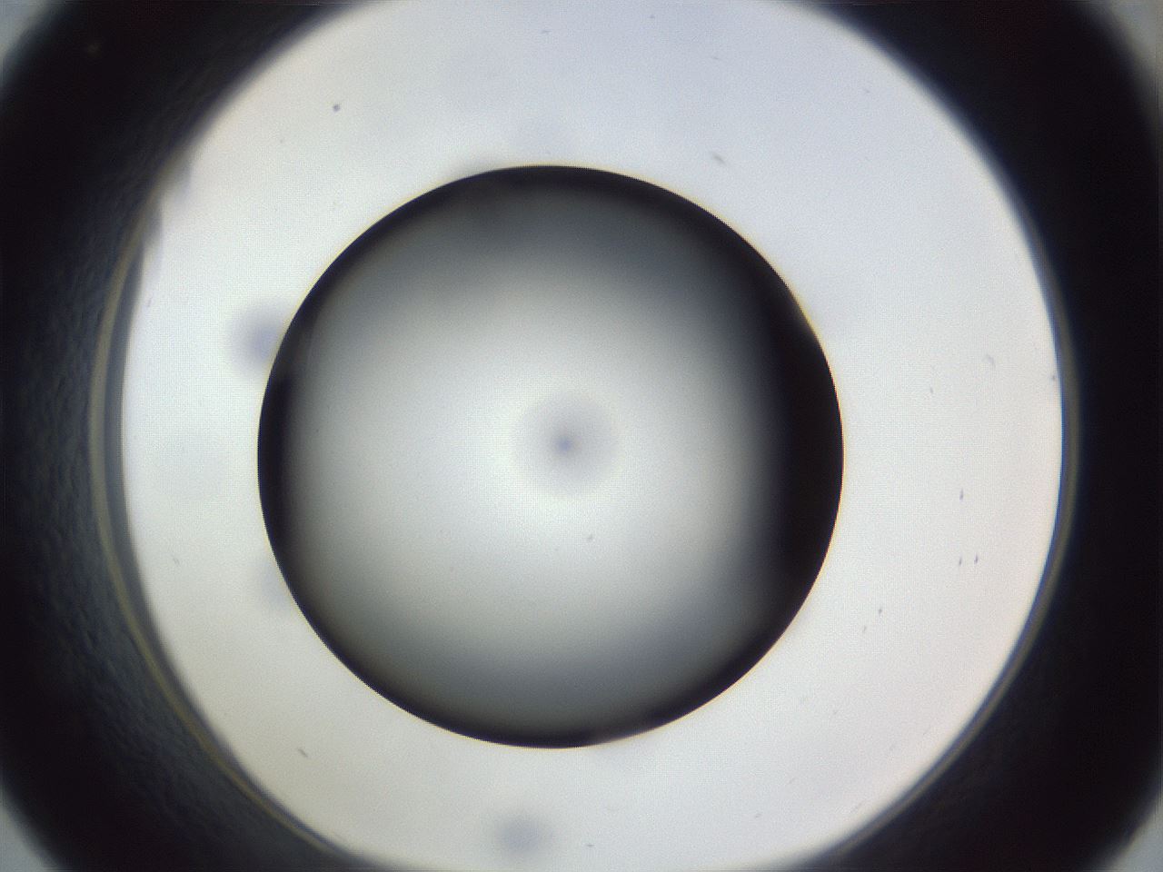 folderID308_plateID1308_batchID4271_wellNum33_profileID1_d1_r78904_ef.jpg