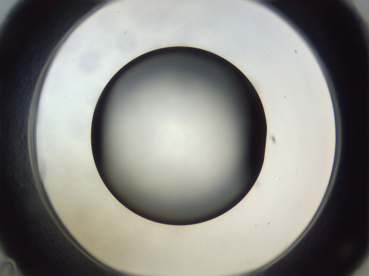 folderID308_plateID1308_batchID4271_wellNum35_profileID1_d1_r78906_ef.jpg
