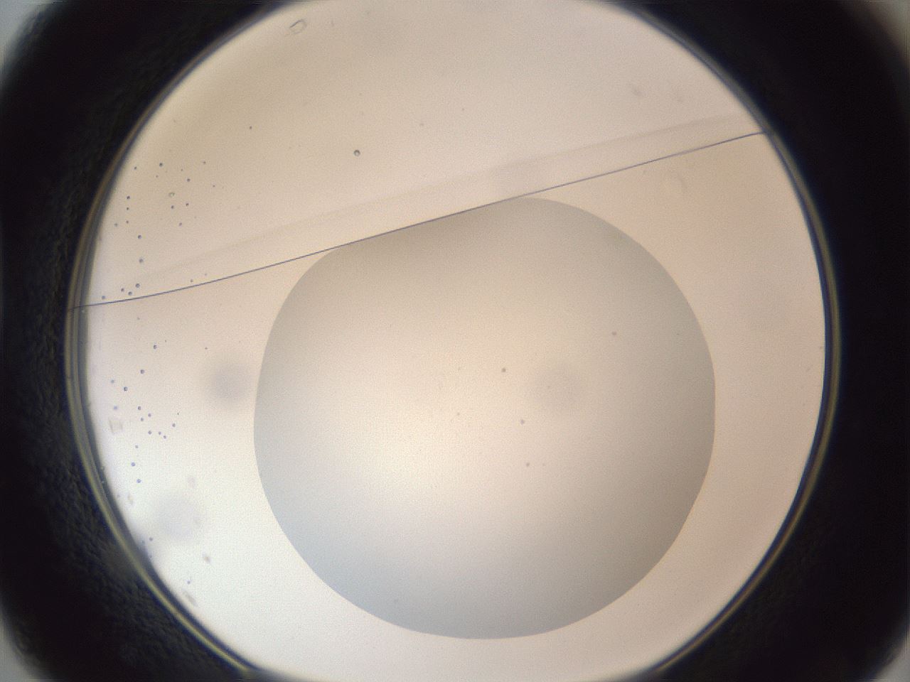 folderID308_plateID1308_batchID4271_wellNum37_profileID1_d1_r78908_ef.jpg