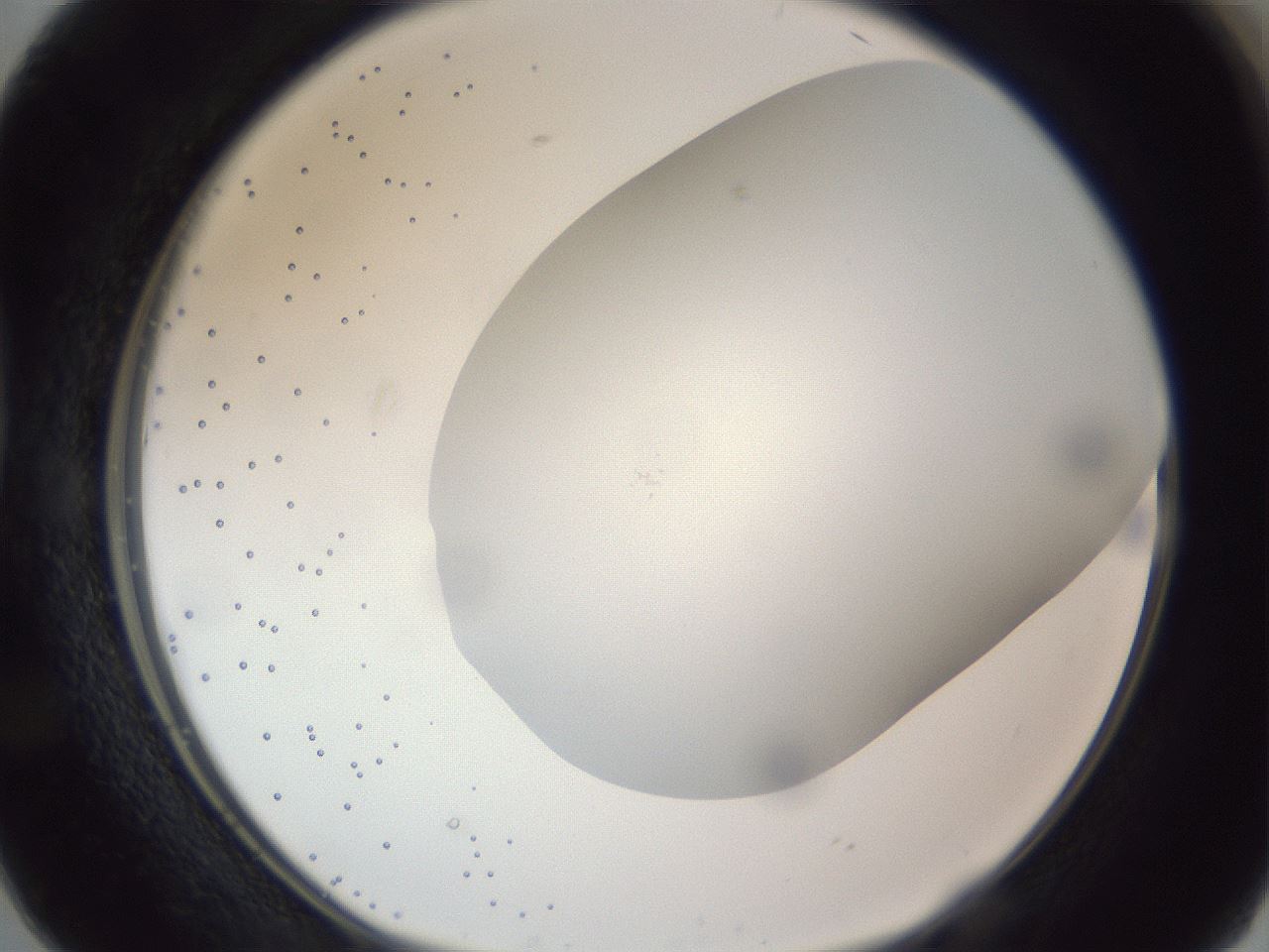 folderID308_plateID1308_batchID4271_wellNum38_profileID1_d1_r78909_ef.jpg