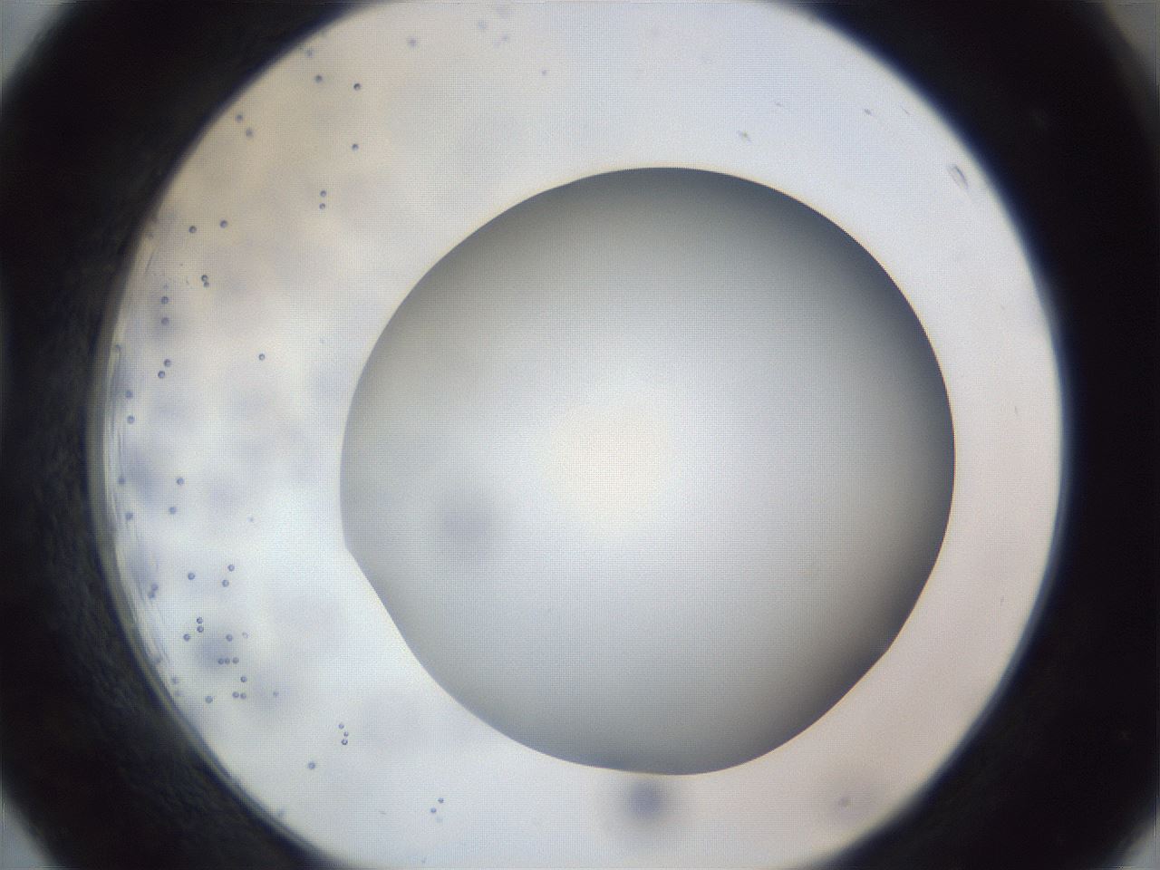 folderID308_plateID1308_batchID4271_wellNum39_profileID1_d1_r78910_ef.jpg