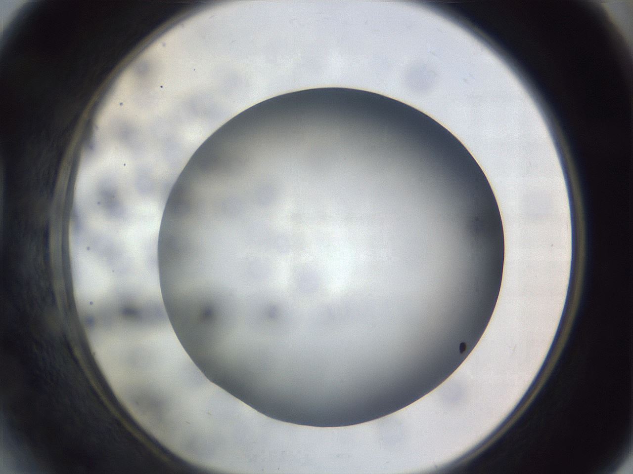 folderID308_plateID1308_batchID4271_wellNum41_profileID1_d1_r78912_ef.jpg
