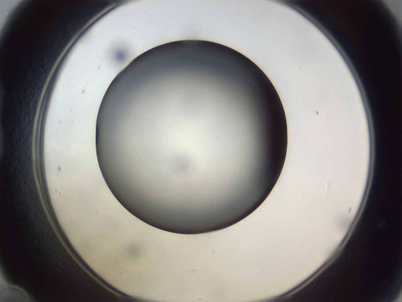 folderID308_plateID1308_batchID4271_wellNum24_profileID1_d1_r78895_ef.jpg