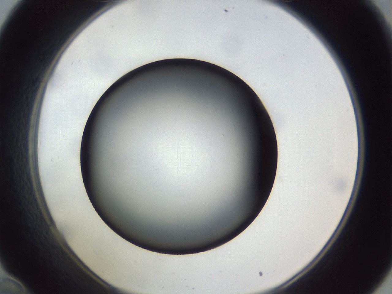 folderID308_plateID1308_batchID4271_wellNum34_profileID1_d1_r78905_ef.jpg
