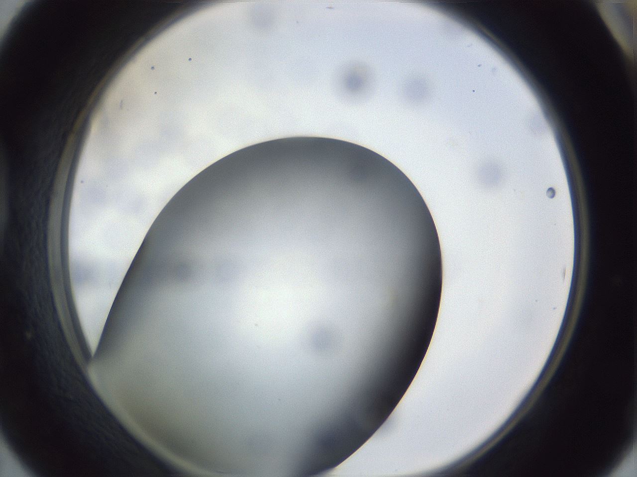 folderID308_plateID1308_batchID4271_wellNum42_profileID1_d1_r78913_ef.jpg