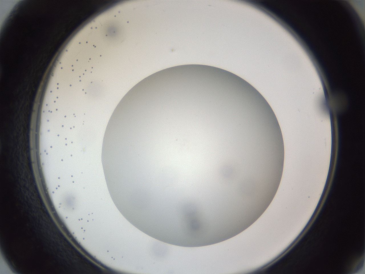 folderID308_plateID1308_batchID4271_wellNum50_profileID1_d1_r78921_ef.jpg
