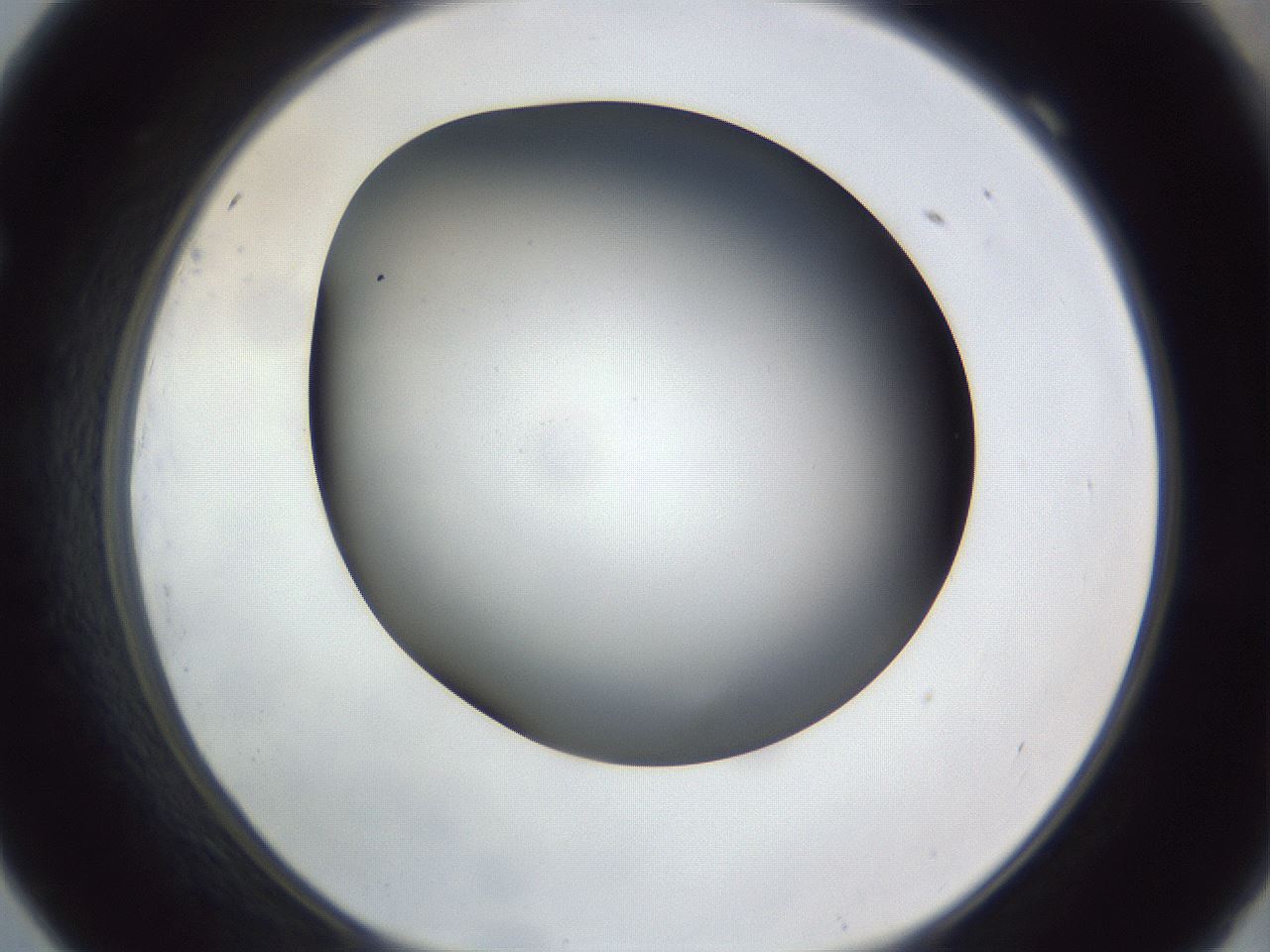 folderID308_plateID1308_batchID4271_wellNum69_profileID1_d1_r78940_ef.jpg