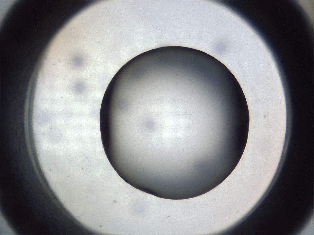 folderID308_plateID1308_batchID4271_wellNum43_profileID1_d1_r78914_ef.jpg