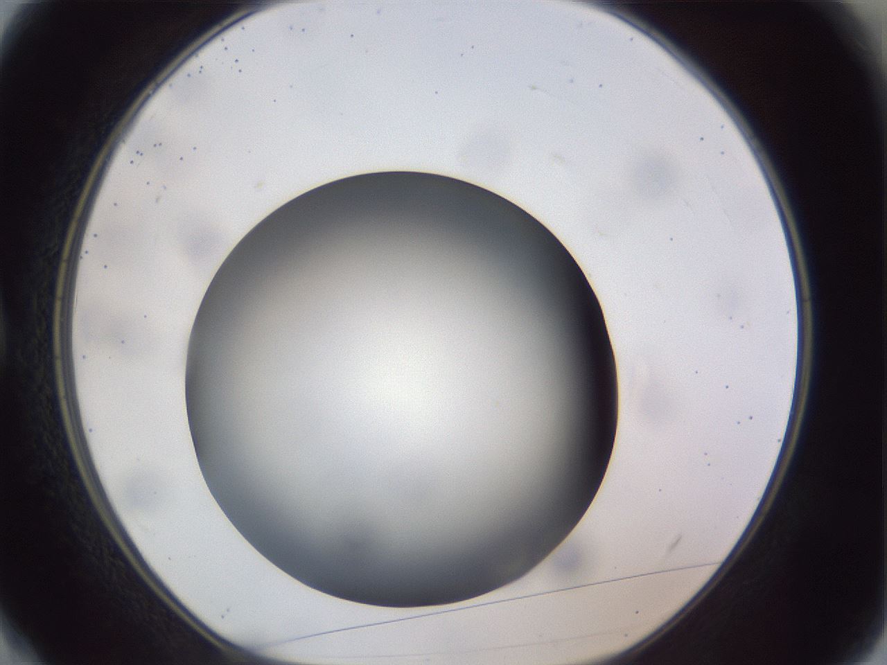 folderID308_plateID1308_batchID4271_wellNum4_profileID1_d1_r78875_ef.jpg