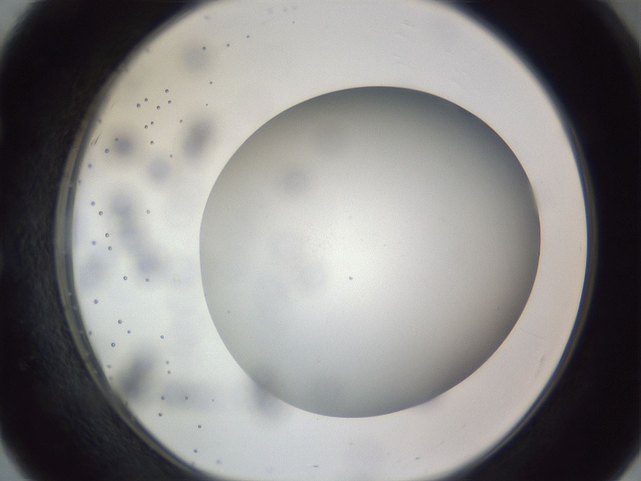 folderID308_plateID1308_batchID4271_wellNum51_profileID1_d1_r78922_ef.jpg