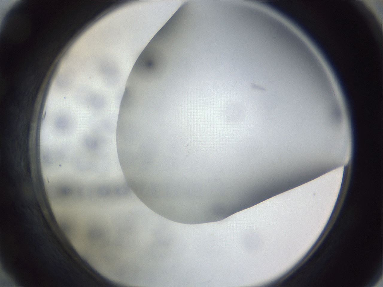 folderID308_plateID1308_batchID4271_wellNum53_profileID1_d1_r78924_ef.jpg