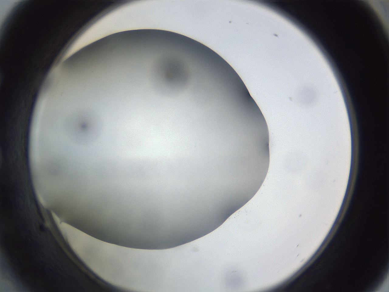 folderID308_plateID1308_batchID4271_wellNum54_profileID1_d1_r78925_ef.jpg