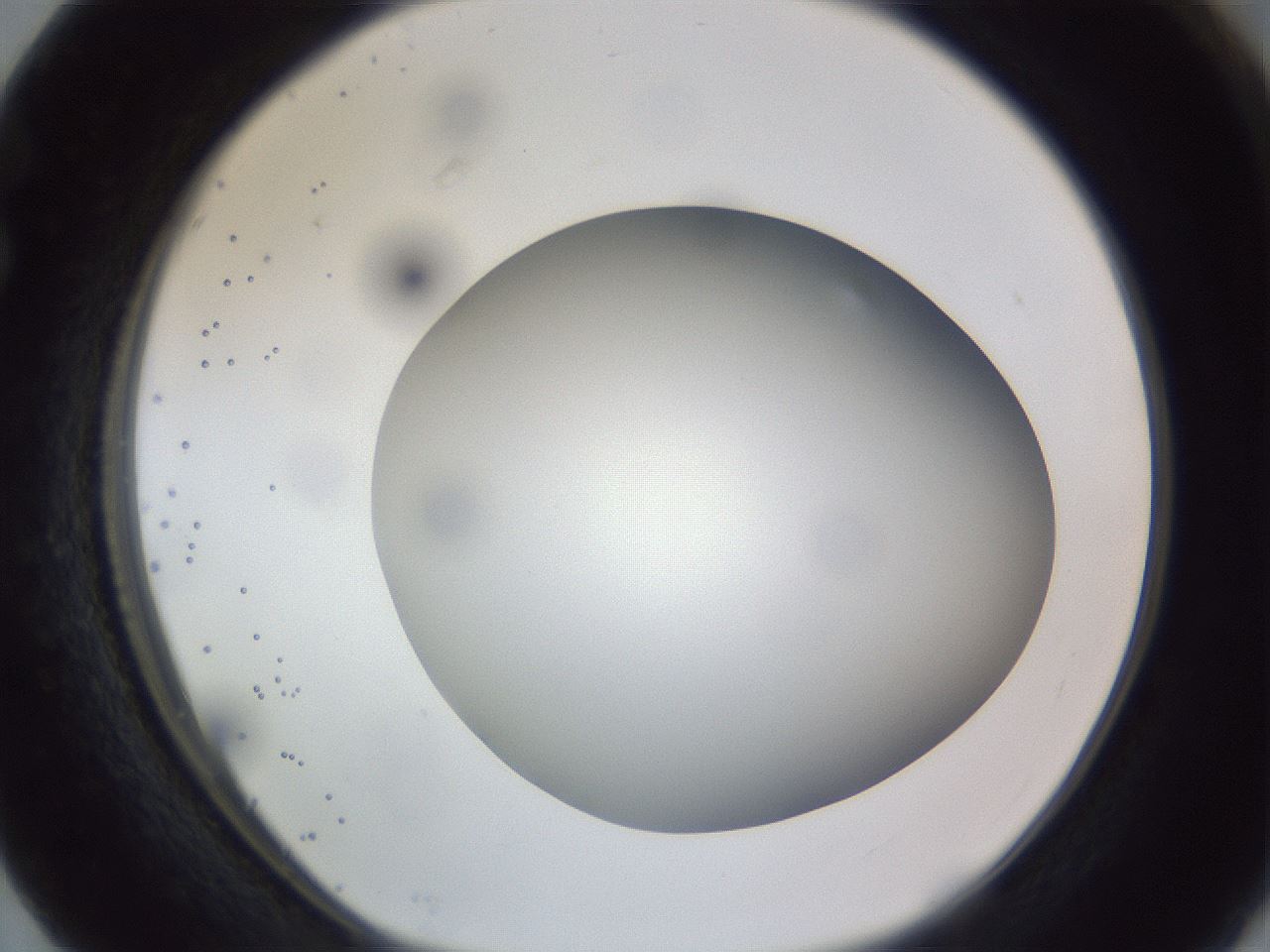 folderID308_plateID1308_batchID4271_wellNum63_profileID1_d1_r78934_ef.jpg