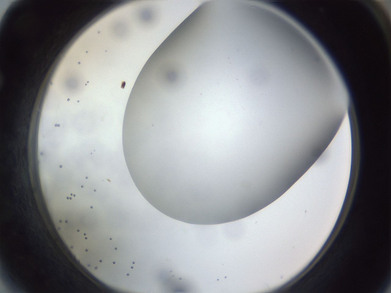 folderID308_plateID1308_batchID4271_wellNum64_profileID1_d1_r78935_ef.jpg