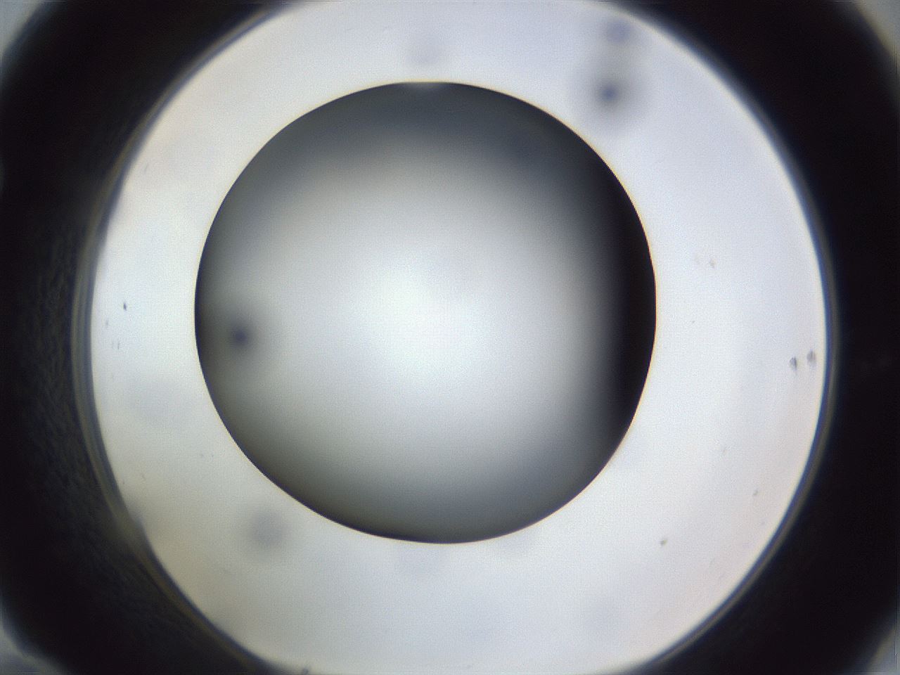 folderID308_plateID1308_batchID4271_wellNum70_profileID1_d1_r78941_ef.jpg