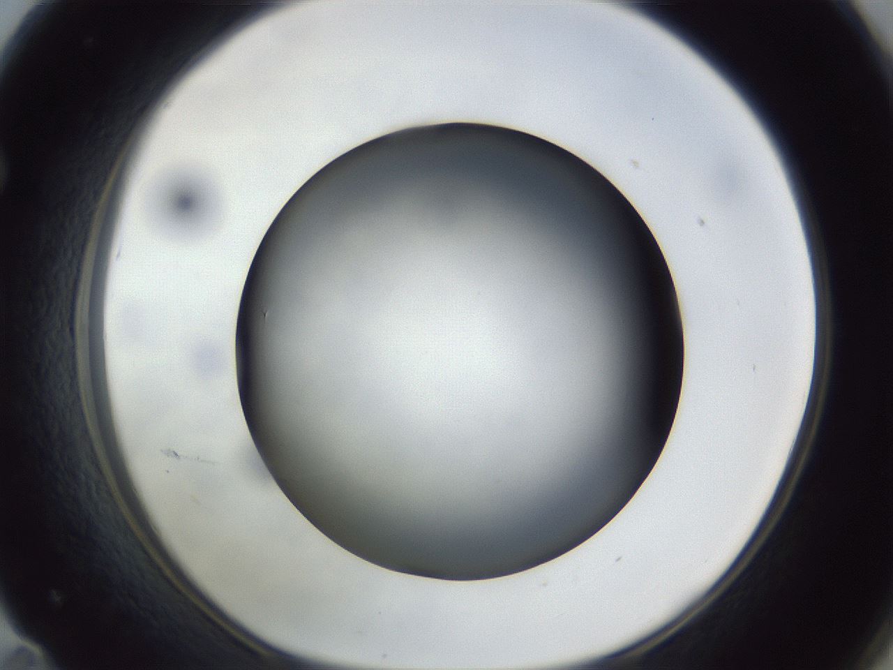 folderID308_plateID1308_batchID4271_wellNum71_profileID1_d1_r78942_ef.jpg