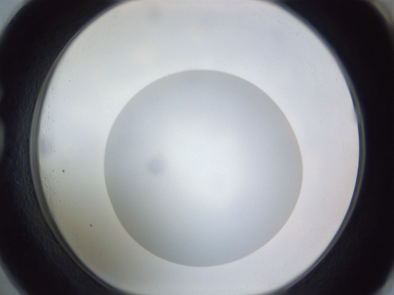 folderID308_plateID1308_batchID4271_wellNum73_profileID1_d1_r78944_ef.jpg