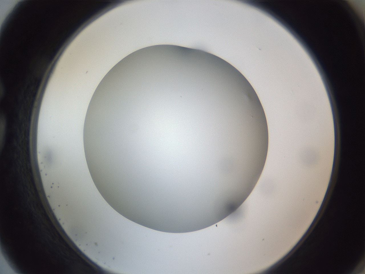 folderID308_plateID1308_batchID4271_wellNum75_profileID1_d1_r78946_ef.jpg