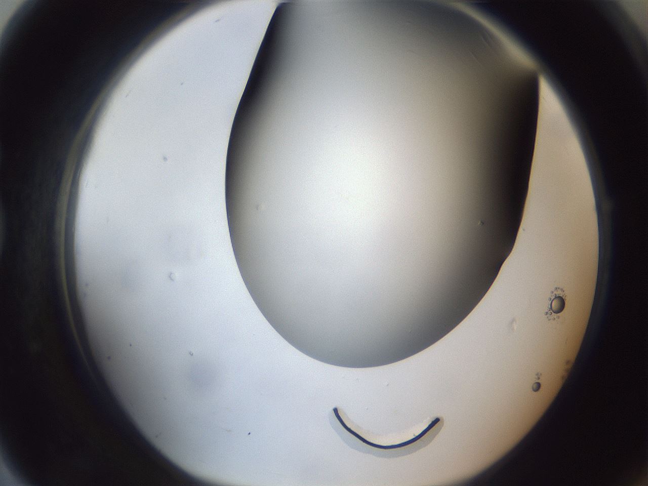 folderID308_plateID1308_batchID4271_wellNum79_profileID1_d1_r78950_ef.jpg