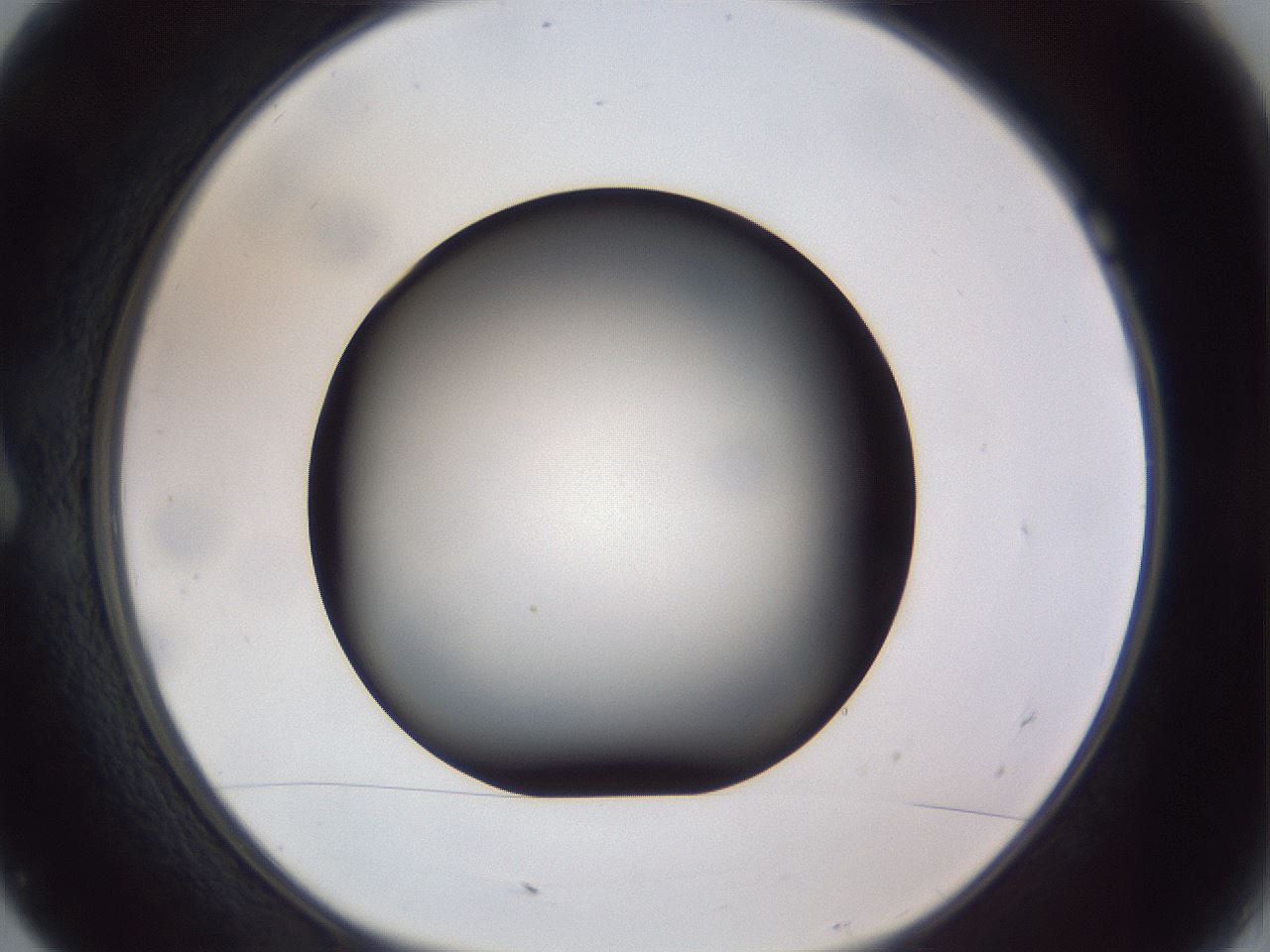 folderID308_plateID1308_batchID4271_wellNum7_profileID1_d1_r78878_ef.jpg