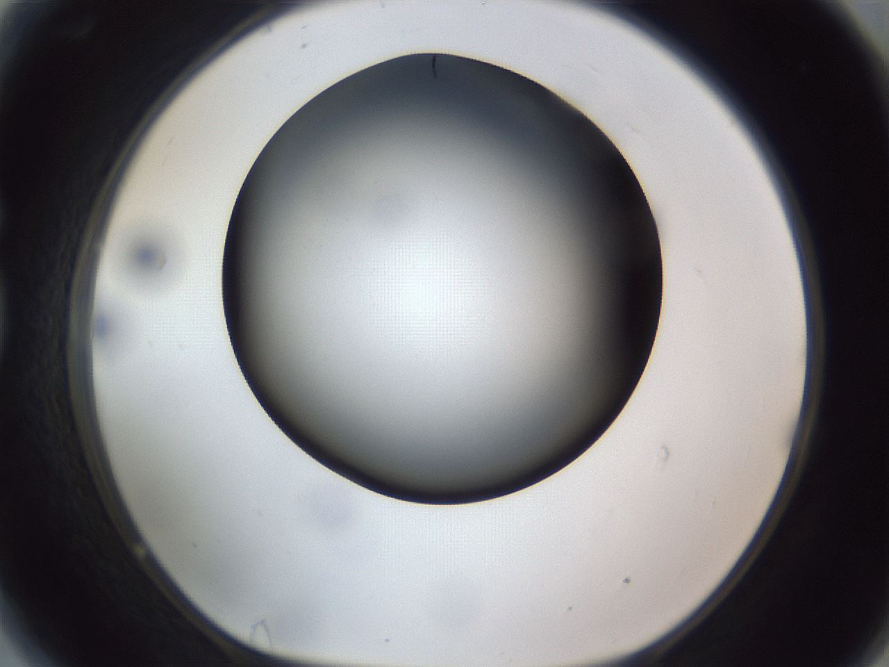 folderID308_plateID1308_batchID4271_wellNum81_profileID1_d1_r78952_ef.jpg