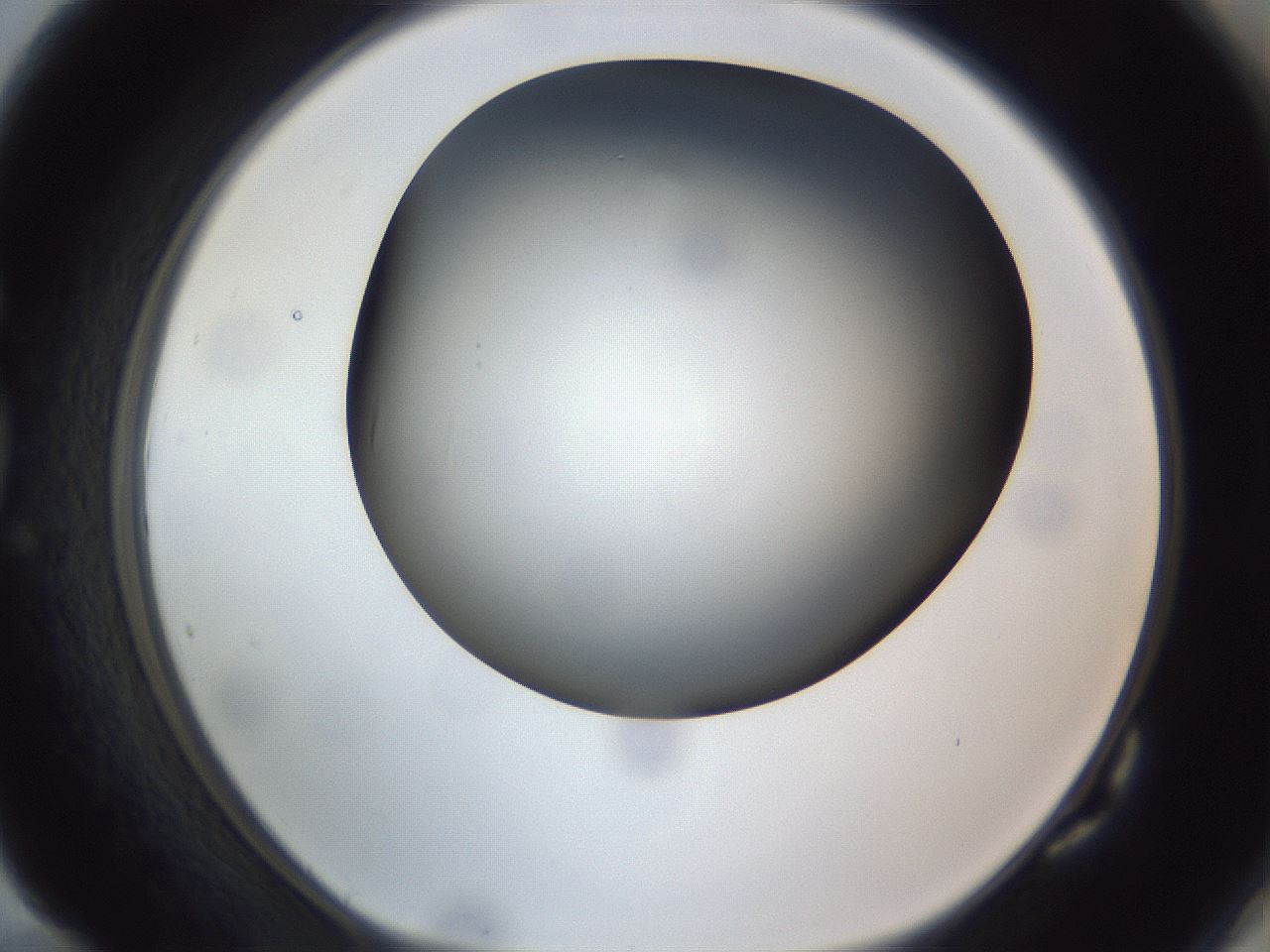 folderID308_plateID1308_batchID4271_wellNum82_profileID1_d1_r78953_ef.jpg