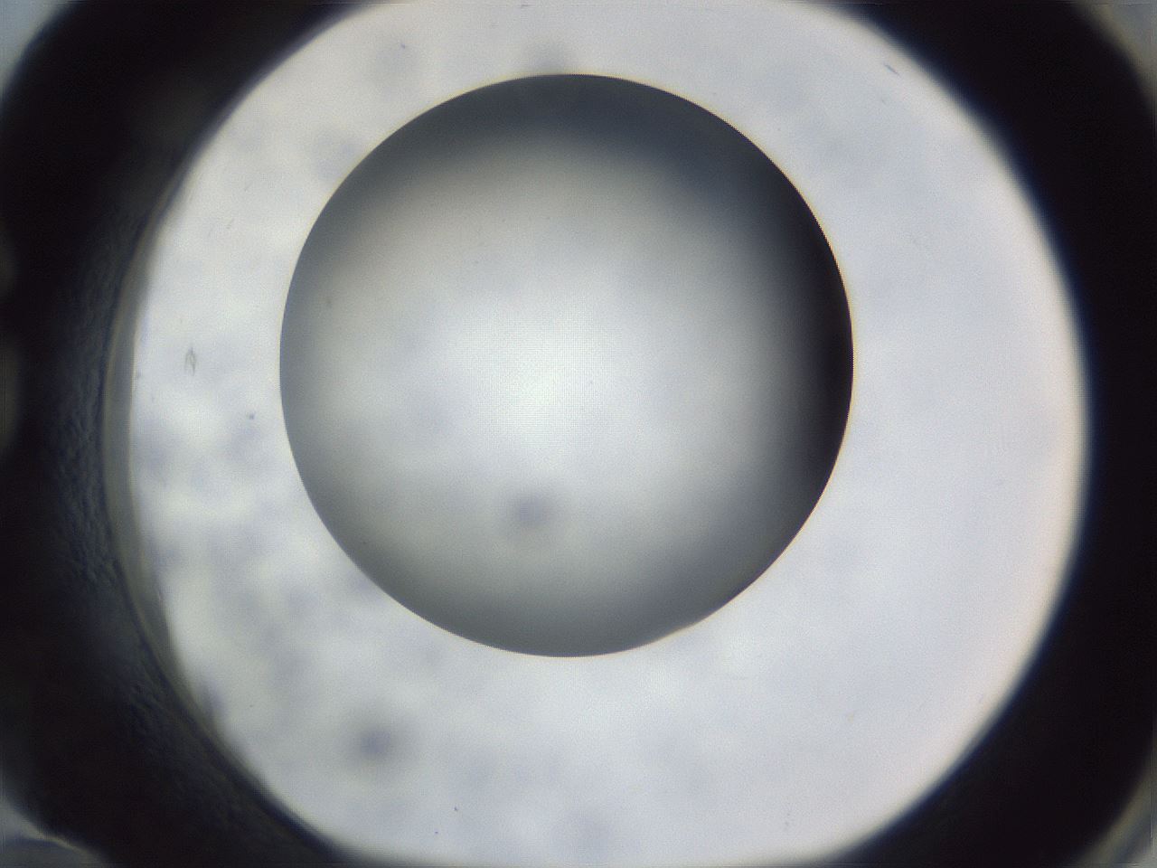 folderID308_plateID1308_batchID4271_wellNum84_profileID1_d1_r78955_ef.jpg