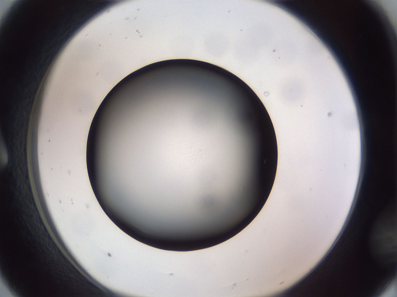 folderID308_plateID1308_batchID4271_wellNum8_profileID1_d1_r78879_ef.jpg
