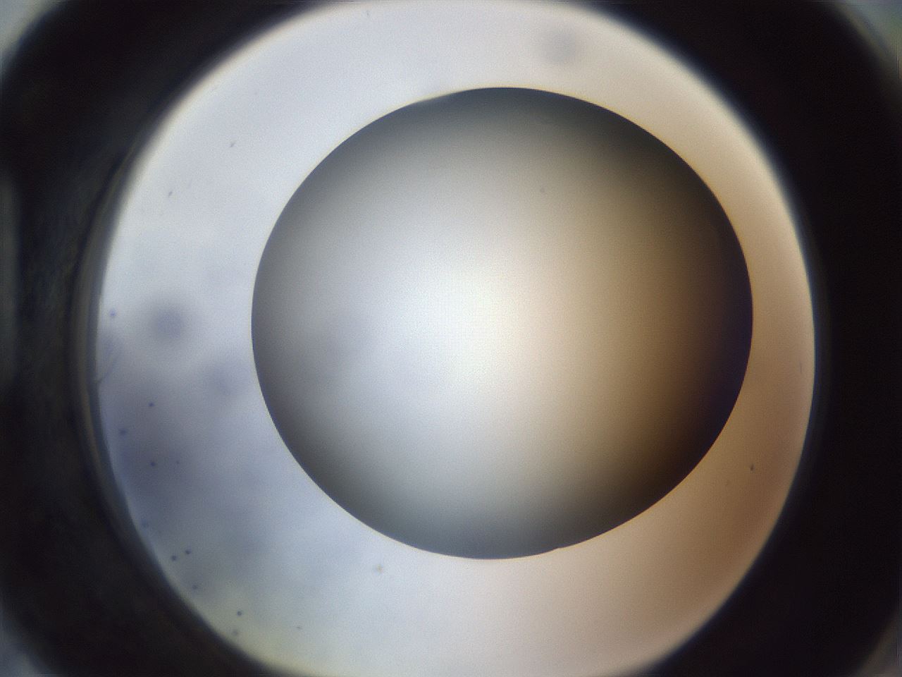 folderID308_plateID1308_batchID4271_wellNum90_profileID1_d1_r78961_ef.jpg