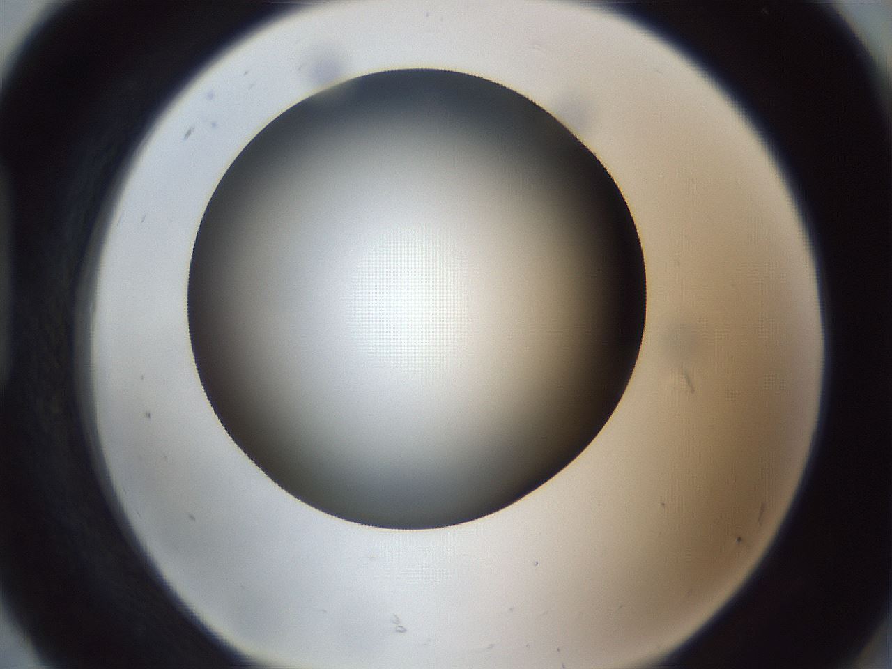 folderID308_plateID1308_batchID4271_wellNum92_profileID1_d1_r78963_ef.jpg