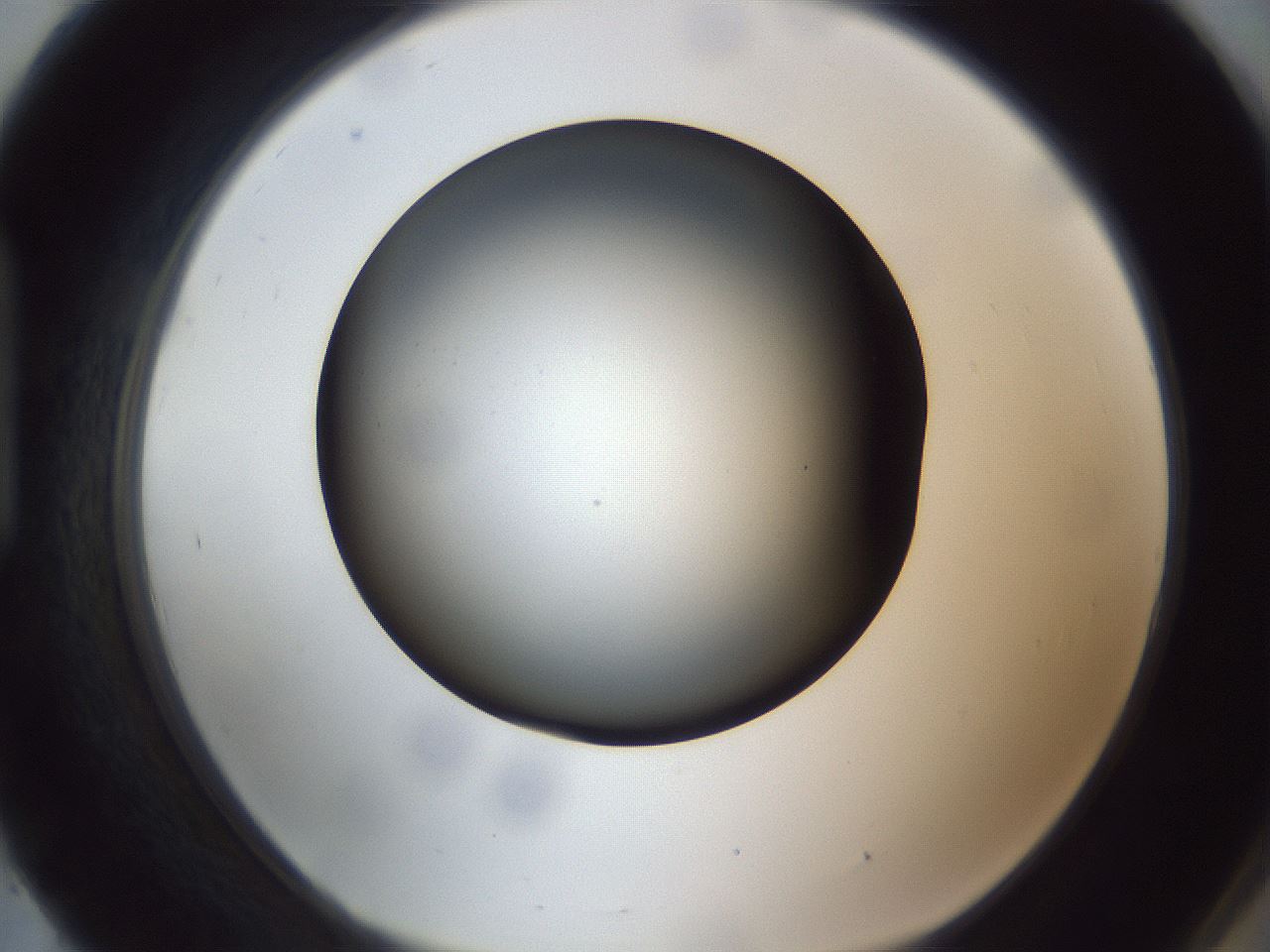 folderID308_plateID1308_batchID4271_wellNum93_profileID1_d1_r78964_ef.jpg