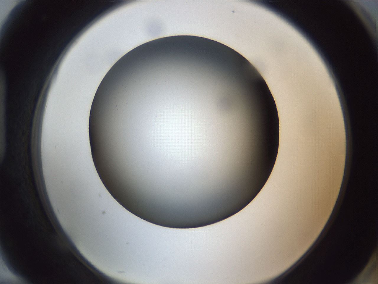 folderID308_plateID1308_batchID4271_wellNum94_profileID1_d1_r78965_ef.jpg