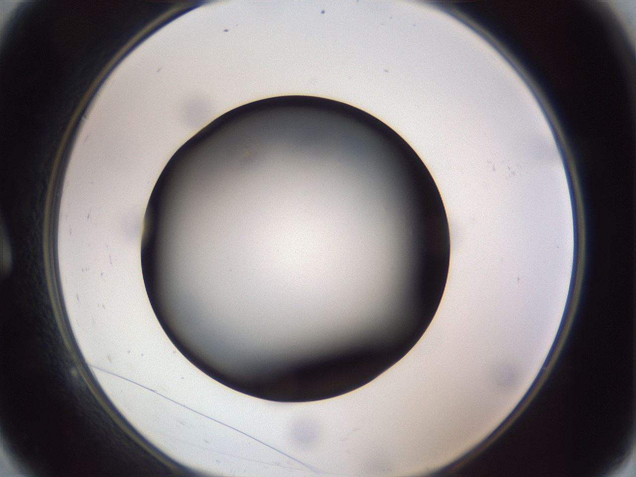 folderID308_plateID1308_batchID4271_wellNum9_profileID1_d1_r78880_ef.jpg
