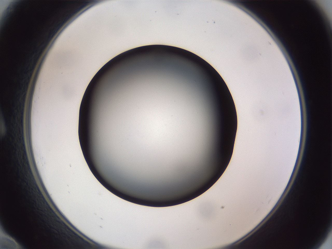 folderID308_plateID1308_batchID4308_wellNum10_profileID1_d1_r78881_ef.jpg