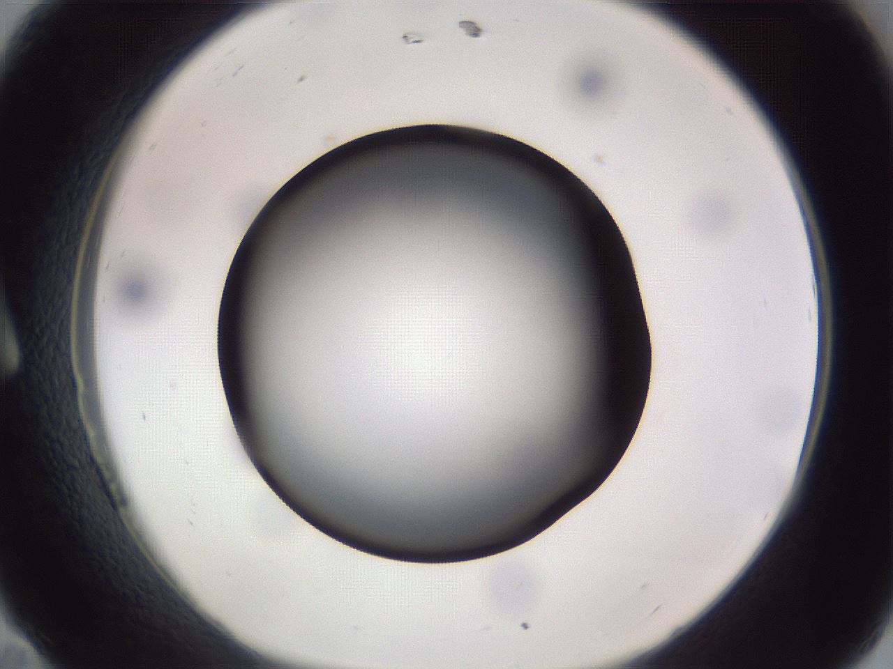 folderID308_plateID1308_batchID4308_wellNum11_profileID1_d1_r78882_ef.jpg