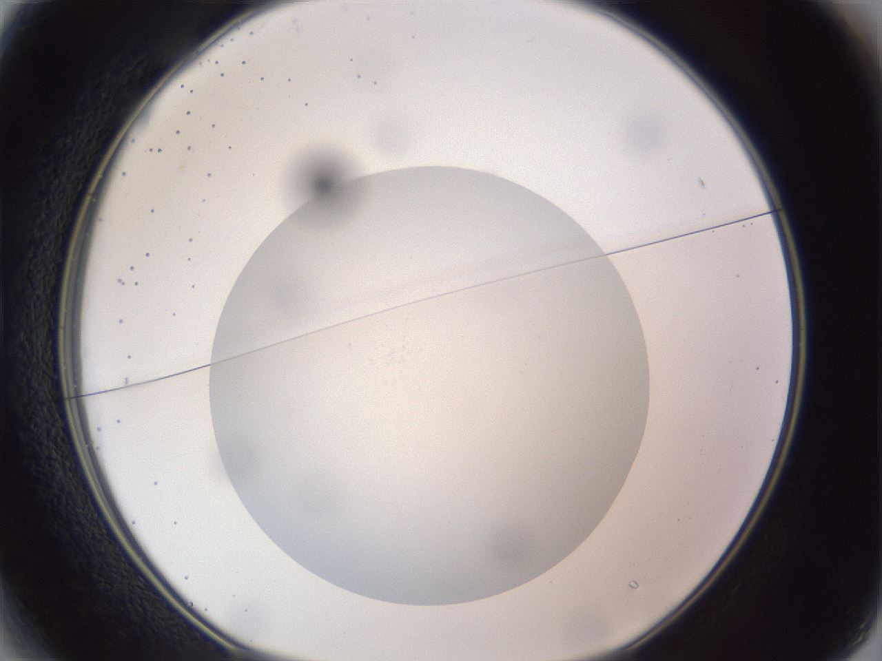 folderID308_plateID1308_batchID4308_wellNum13_profileID1_d1_r78884_ef.jpg
