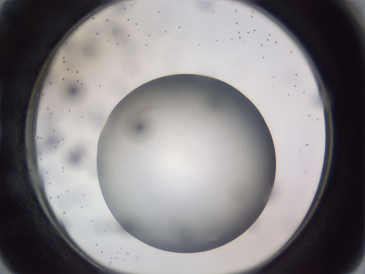 folderID308_plateID1308_batchID4308_wellNum15_profileID1_d1_r78886_ef.jpg