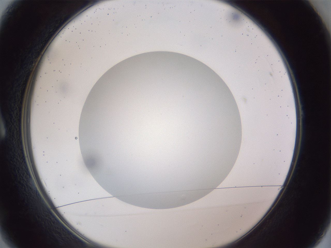 folderID308_plateID1308_batchID4308_wellNum1_profileID1_d1_r78872_ef.jpg