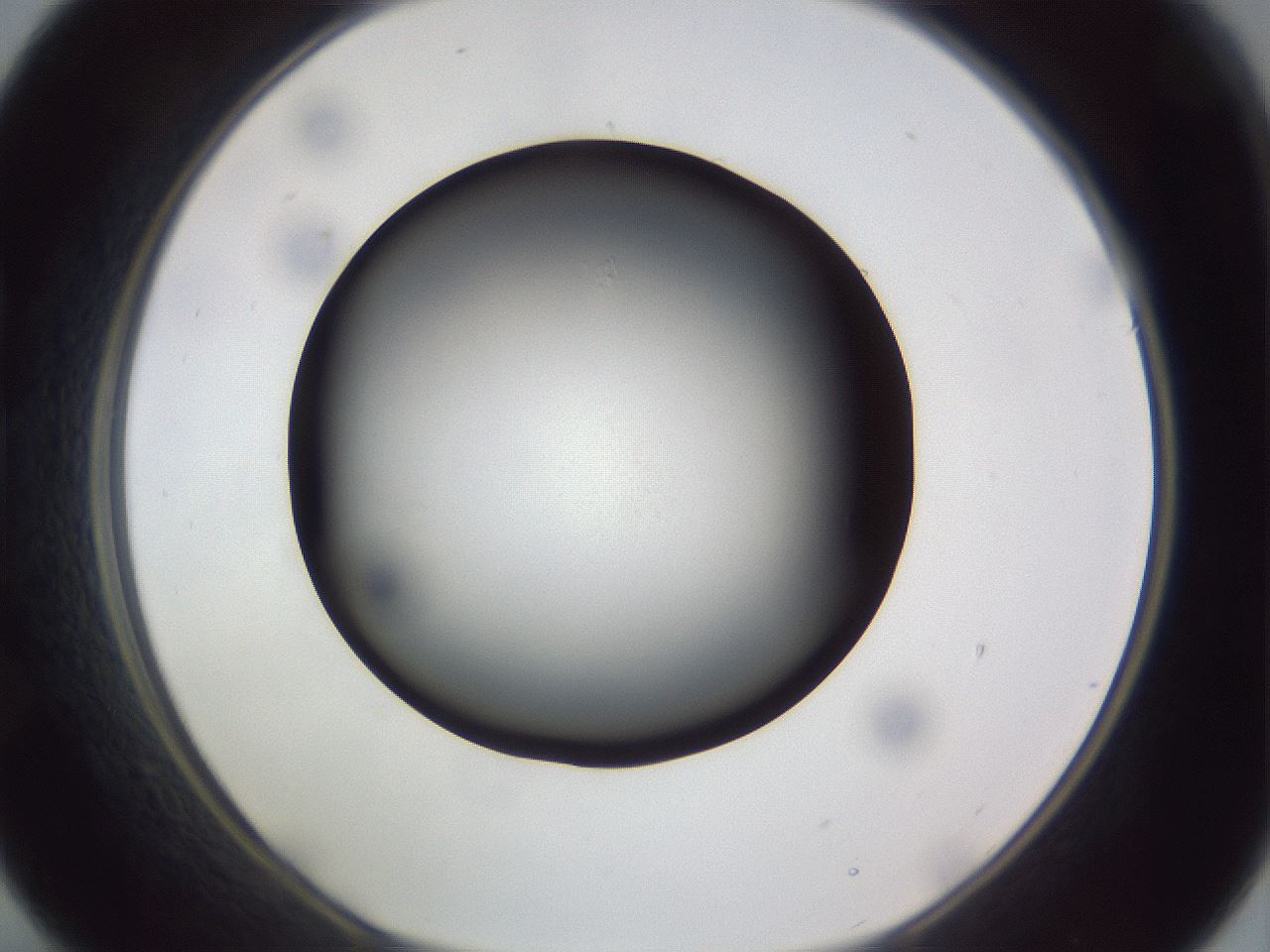 folderID308_plateID1308_batchID4308_wellNum21_profileID1_d1_r78892_ef.jpg
