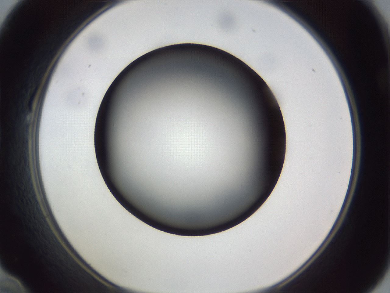 folderID308_plateID1308_batchID4308_wellNum22_profileID1_d1_r78893_ef.jpg