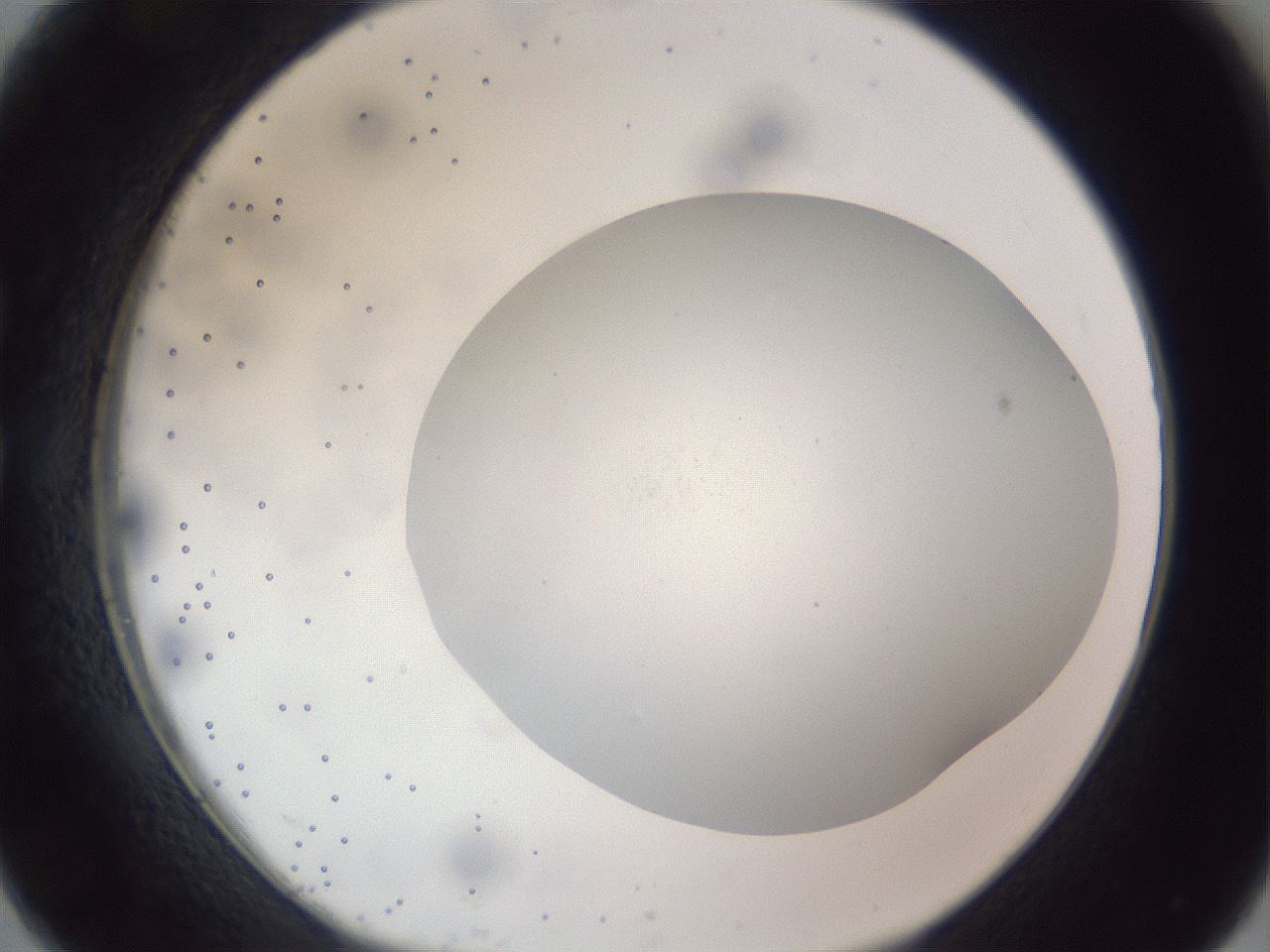 folderID308_plateID1308_batchID4308_wellNum26_profileID1_d1_r78897_ef.jpg